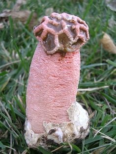 Lysurus periphragmoides, commonly known as the stalked lattice stinkhorn or chambered stinkhorn. Courtyard Plants, Colorful Mushrooms, Lichen Moss, Mushroom Pictures, Garden Mushrooms, Strange Flowers, Plant Fungus, Slime Mould, Mushroom Fungi