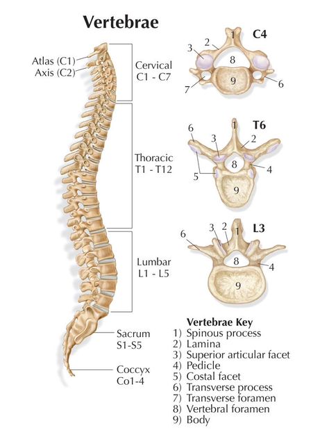 Spine Movement, Vertebrae Anatomy, Human Body Muscles, Human Muscle Anatomy, Chiropractic Therapy, Skull Anatomy, Forensic Anthropology, Vet Medicine, Basic Anatomy And Physiology