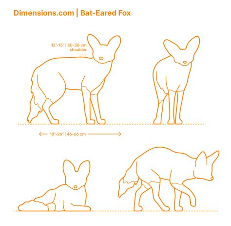 The Bat-Eared Fox (Otocyon megalotis) is a species that was named for its large ears that are used for hearing and regulating its temperature. They have sand-gray fur, lighter fur on their underside, and darker fur along their eyes and muzzle. They typically live in the African Savana. Downloads online #fox #animals #mammals Bat Eared Fox Drawing, Zoo Signage, Showcase Ideas, Bat Eared Fox, Fox Drawing, Animal Study, Creature Drawings, School Posters, Fox Art