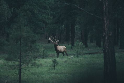 Forest Deer Aesthetic, Regnul Animal, Forest Deer, She Wolf, Aesthetic Things, A Deer, Green Forest, Wild Nature, Nature Animals