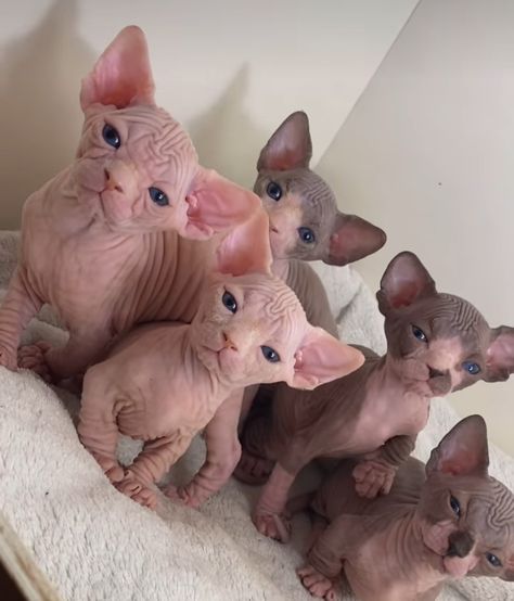 Hairless Cat Kitten, Baby Sphinx Cat, Spinx Cat Egyptian, Naked Cat Funny, Sphynx Cat Aesthetic, Baby Hairless Cat, Naked Cat, Cute Hairless Cat, Sphinx Cats