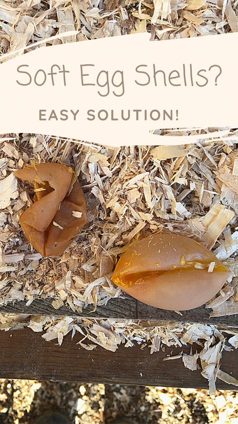 If you are new to raising laying hens it can be quite alarming to open your nesting box and find an odd looking egg. Sometimes laying hens will lay an egg with a soft shell. Check out our video to see how to stop this from happening in one easy step. #softeggsinchickens #softeggshells Egg Laying Boxes, Soft Egg, Chicken Life, Backyard Chicken Farming, Laying Hens, Chicken Farming, Nesting Box, Egg Laying, How To Make Sausage