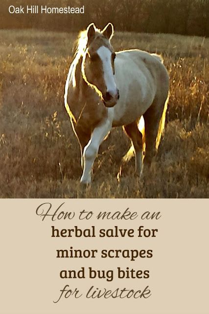 How to make a simple salve for minor livestock scrapes and bug bites, using natural ingredients. #herbal #horse #livestock Homestead Livestock, Keeping Goats, Goat Care, Horse Supplements, Boer Goats, Raising Goats, Herbal Salves, Diy Cream, Mountain Rose Herbs