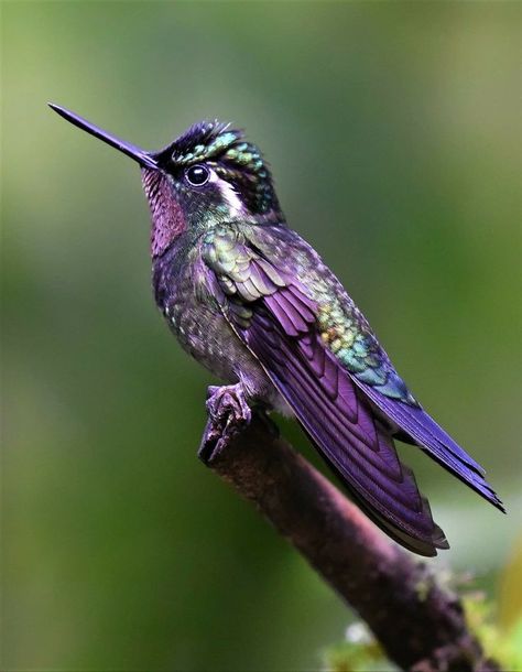 Nature Wallpapers Aesthetic, Hummingbird Images, Hummingbirds Photography, Hummingbird Photos, Wallpaper Animals, Animals Tattoo, Hummingbird Pictures, Birds Wallpaper, Photography Animals