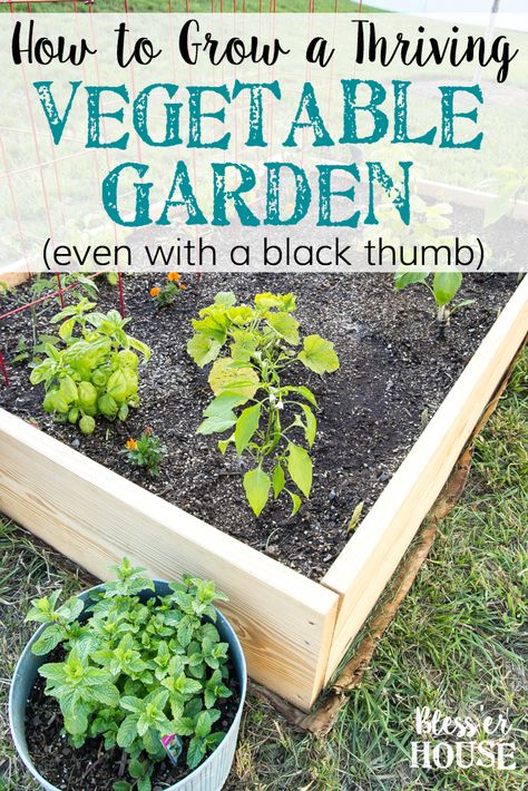 How to Plant a Thriving Vegetable Garden | blesserhouse.com - The tricks and secrets to growing a gorgeous vegetable garden even with a black thumb. #vegetablegarden #blesserhouse #diygardenbox Garden Boxes Diy, Black Thumb, Master Gardener, Organic Vegetables, Raised Beds, Decorating On A Budget, Raised Garden, Home Look, How To Grow