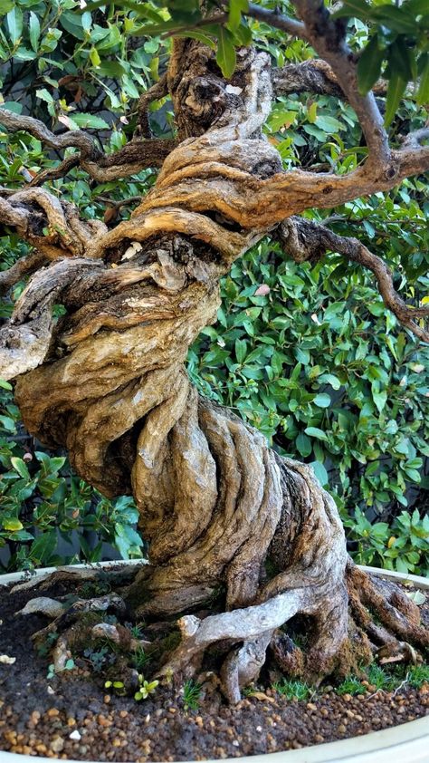 Trees That Look Like People, Tree Throne, Tangled Tree, Twisting Tree, Gnarly Tree, Tree Of Life Images, Weird Trees, Angel Clouds, Spiral Tree