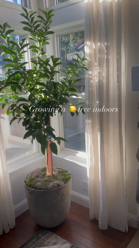 davila_home on Instagram: Did you know you can grow a lemon tree indoors?! 🤯Well I’m on day 6 and I’d say it’s going pretty well🤣 will keep ya posted #home… Lemon Tree Indoors, Lemon Tree In Kitchen, How To Grow A Lemon Tree Indoors, Balcony Lemon Tree, Lemon Tree Inside, Meyer Lemon Tree Indoor, Indoor Lemon Tree, Lemon Plant, Lemon Tree