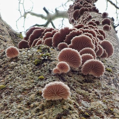 Schizophyllum commune (Split Gill) – 10,000 Things of the Pacific Northwest Schizophyllum Commune, Slime Mould, Live Tree, The Pacific Northwest, The Pacific, Pacific Northwest, Split, Stuffed Mushrooms, White