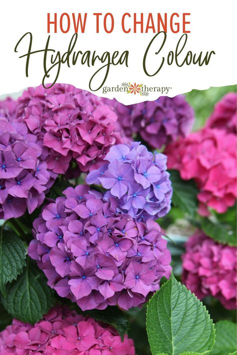 Love your hydrangea blooms but want to change up their colour? Many hydrangeas will go through a slight colour change when transplanted due to adjusting to their new soil when you first bring them home. But if you really want to shake things up, try changing the colour of hydrangea flowers with this simple little soil hack! Hydrangea Color Change, Hydrangea Types, Hydrangea Plant Care, Hydrangea Plant, Pruning Hydrangeas, Hydrangea Landscaping, Perennial Gardens, Types Of Hydrangeas, Hydrangea Varieties