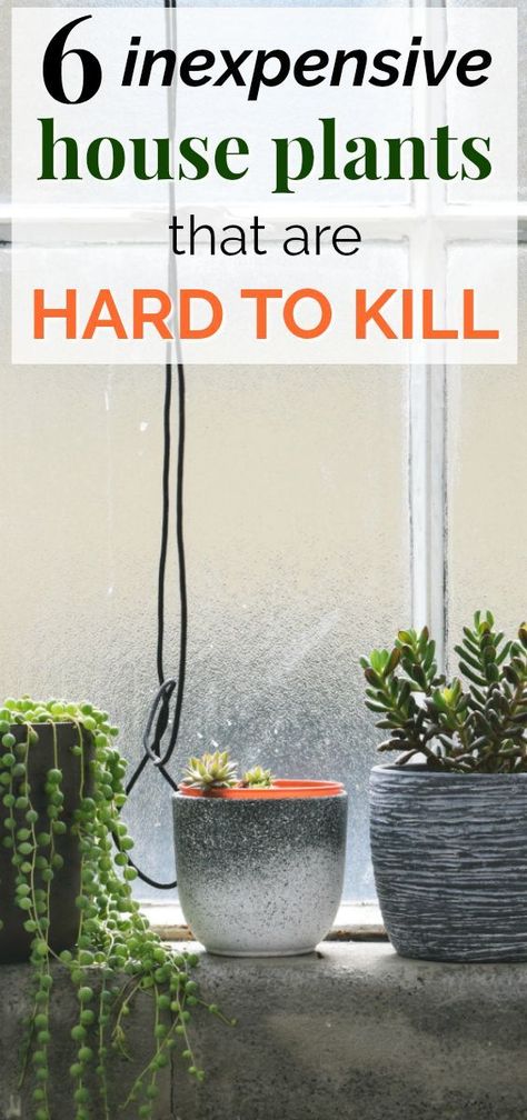 6 Fun and Hard-to-Kill House Plants | This post about six of the easiest house plants to care for is SO helpful! I love that they're all inexpensive, easy to care for, and you can even get them on Amazon! She shares the health benefits of having indoor plants, and how to care for each plant. Definitely pinning! #green #healthyliving #wellness #plants Easy Plants To Grow Indoors, Easiest House Plants, Simple Garden Furniture Ideas, Plants To Grow Indoors, Easy House Plants, Easy Plants To Grow, Plants To Grow, Hanging Plants Indoor, Growing Plants Indoors