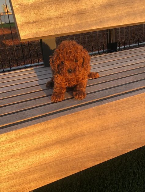 Toy Poodle Breeder | Bella's Red Toy Poodle | New York Red Poodle Puppy, Toy Poodle Red, Red Toy Poodle, Goldendoodle Grooming, Toy Poodle Puppy, Poddle, Red Poodles, Poodle Puppies For Sale, Toy Poodle Puppies