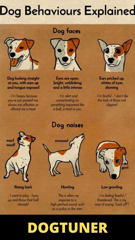 How to know Your Dog Behavior Dog Body Language, Bored Dog, Reactive Dog, Dog Behavior Problems, Basic Dog Training, Dog Health Tips, Dog Language, Best Dog Training, Dog Care Tips