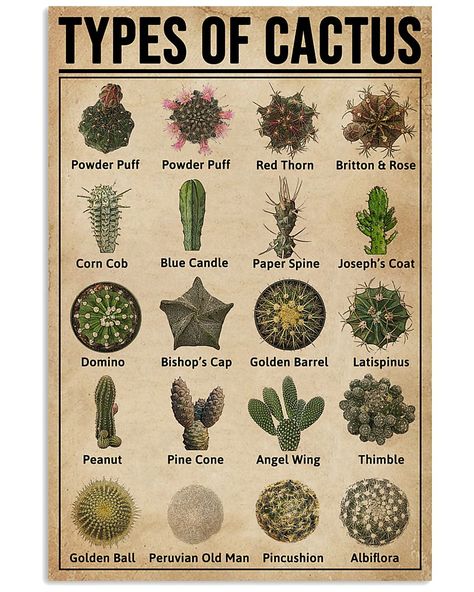 types of cacti - Google Search Blacksmith Knowledge, Types Of Cactus, Succulent Names, Poster House, Paper Candle, Cactus Types, Cactus Gifts, Succulents Decor, Plant Identification