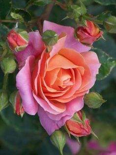 Rose Gardening, Gorgeous Flowers, Unusual Flowers, Planting Roses, Chelsea Flower Show, Beautiful Rose Flowers, Rose Garden, Flowers Nature, Beautiful Blooms