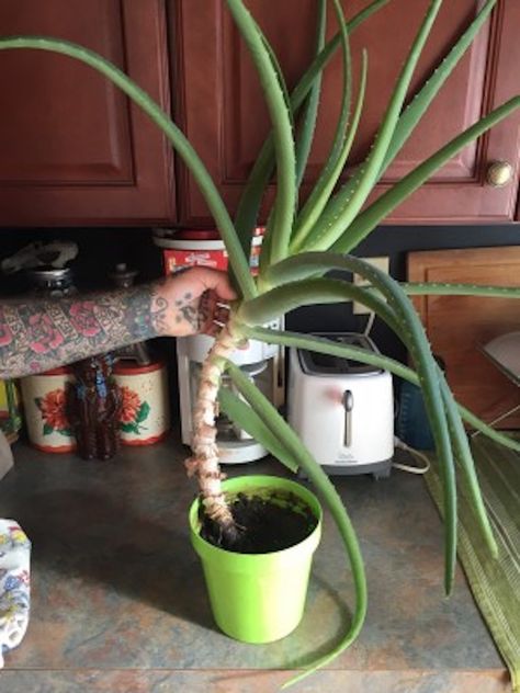 Aloe Vera Plant Too Tall, Aloe Vera Tree, Propogating Plants, Aloe Plant Care, Aloe Vera Plant Indoor, Indoor Cactus Plants, Aloe Vera Care, Plant Zones, Plant Care Houseplant