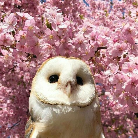 Barn Owls, Photographie Portrait Inspiration, Pretty Animals, Cute Creatures, Animal Planet, Animal Photo, Cute Little Animals, 귀여운 동물, Animals Friends