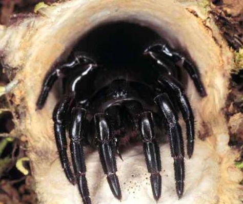 trapdoor spider Trapdoor Spider, Eight Legged Freaks, Arachnids Spiders, Amazing Insects, Creepy Crawlers, Creepy Spider, Itsy Bitsy Spider, A Bug's Life, Creepy Crawlies