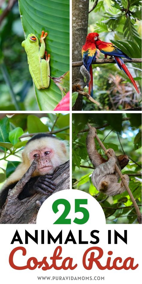 Sloths In Costa Rica, Sloth Costa Rica, Animals In Costa Rica, Animals Of Costa Rica, Costa Rican Animals, Costa Rica Rainforest, Costa Rica Animals, Papagayo Costa Rica, Hawaii 2023