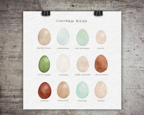 Cute egg art print with colorful eggs. Modern Chicken and Egg Themed Gift Ideas. Cool and Modern Gifts for Backyard Chicken Keepers. Looking for gift ideas for chicken lovers? Cute gifts for the chicken obsessed. Love these egg themed gift ideas and chicken theme gift ideas. Fun and funky gifts for chicken people! Egg Chart, Chicken Egg Colors, Egg Colors, Themed Gift Ideas, Cute Egg, Colors Art, Chicken Art, Egg Art, Coloring Eggs