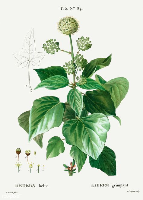 Common Ivy, Ivy Flower, Boston Ivy, Fauna Illustration, Hedera Helix, Variety Of Flowers, Ivy Plants, Leaf Illustration, Plant Vector