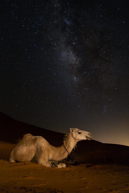 Camel Art, Camels Desert, Camel Animal, Camels Art, Desert Aesthetic, Photography Animals, Desert Animals, Desert Life, Arabian Nights