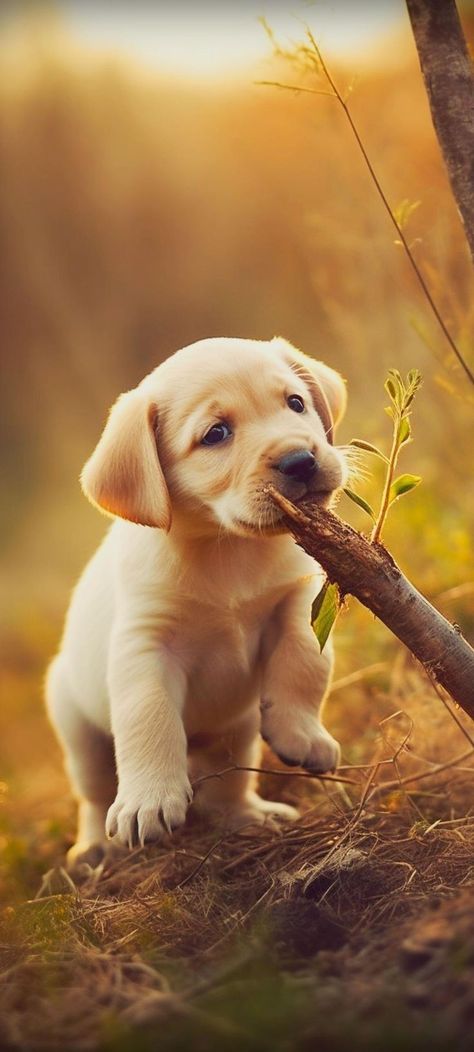 Cute Pupies, Cute Lab Puppies, Cute Dog Wallpaper, Lab Dog, Dog Pop Art, Really Cute Puppies, Winged Creatures, Lab Puppy, Lab Dogs