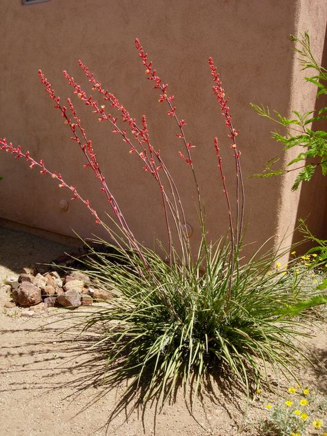 Red Yucca Plant, Hot Garden, Red Yucca, Yucca Tree, Agave Blue Glow, Texas Landscaping, Front Flower Beds, Yucca Plant, Yard Landscape