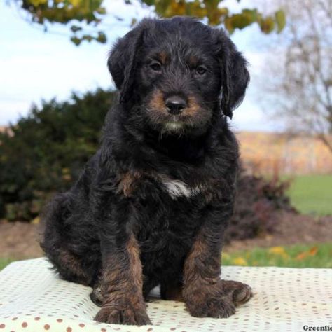 Rottie-Poo Puppies For Sale - Rottie-Poo Breed Info | Greenfield Puppies Rottweiler Puppies For Sale, Dog Trends, Greenfield Puppies, Rottweiler Mix, Dog Exercise, Rottweiler Puppies, Dog Projects, Rottweiler Dog, Poodle Mix