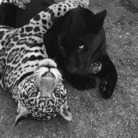 Black And White Animals, Images Hello Kitty, White Animals, Black And White Photo Wall, Black And White Aesthetic, Leopards, On The Ground, Animal Wallpaper, White Photo