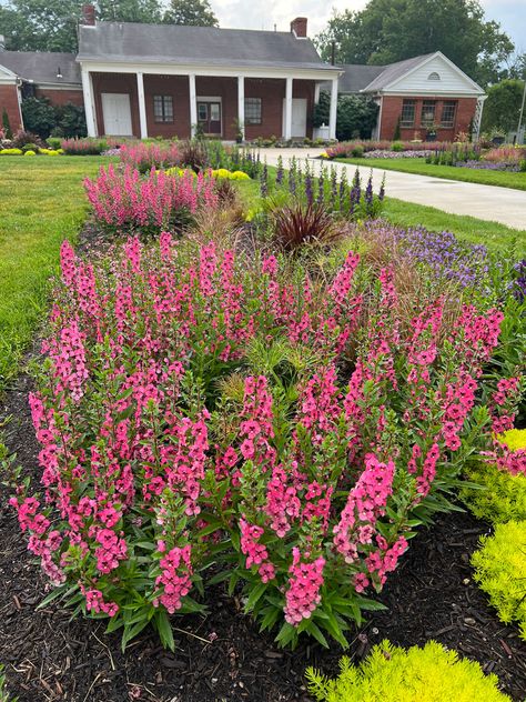 angelonia-flowers-that-bloom-all-summer Angelonia Flower Bed, Flowers That Bloom All Summer, Angelonia Flower, Summer Blooming Flowers, Summer Flowering Bulbs, Summer Plants, Blooming Plants, Blooming Flowers, Dream Garden