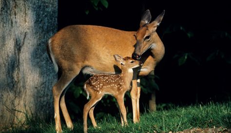 Female Deer, Bambi And Thumper, Deer Doe, Rock Creek, Oh Deer, Whitetail Deer, A Deer, Six Feet Under, Baby Deer