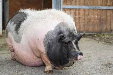 Fat pink and black pot-bellied pig. Standing in front of farm #Sponsored , #PAID, #AFFILIATE, #black, #Fat, #front, #pot Golden Retriever Baby, Fat Pig, Black Pig, Pot Belly Pigs, Pig Illustration, Mini Pigs, Pet Pigs, Almost Ready, Hippopotamus