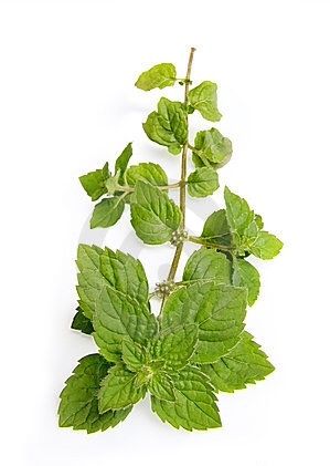 Cooking Herbs, Mint Leaf, Leaf Photography, Mint Sprig, Plant Images, Leaf Background, Tropical Design, Nature Plants, Mint Leaves