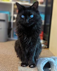 Most Beautiful Cat, Beautiful Cat Breeds, Most Beautiful Cat Breeds, Cat Pose, A Black Cat, Old Cats, Pretty Animals, Unique Cats, Warrior Cat