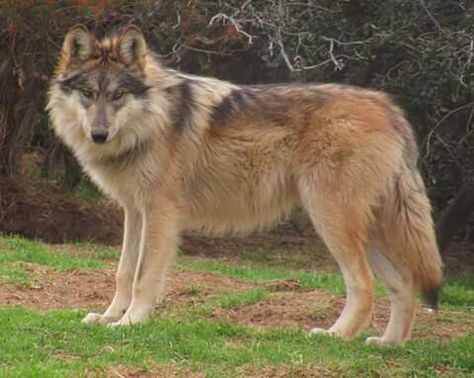 Mexican Wolf, Wolf Poses, Wolf Den, Maned Wolf, Wolf Stuff, Wolf Photos, Red Wolf, Falls Church, Wolf Pictures