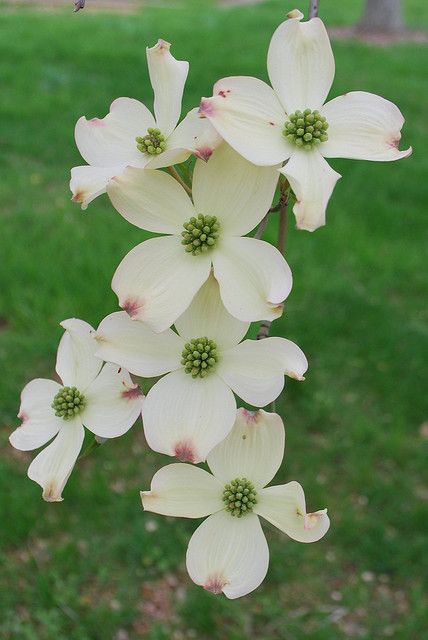 Dogwood Flowers by KnoxvilleRob, via Flickr North Carolina State Flower, Dogwood Tattoo, Dogwood Flower Tattoos, Four Petal Flower, Flowering Dogwood, Pretty Tattoo, Dogwood Blooms, Dogwood Tree, Garden Tattoo