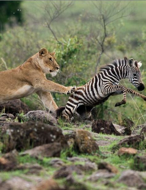 Lions Hunting, Lion Photos, Animals Hunting, Lion Hunting, Aggressive Animals, Angry Animals, Animals Of Africa, Panthera Leo, Lion Photography