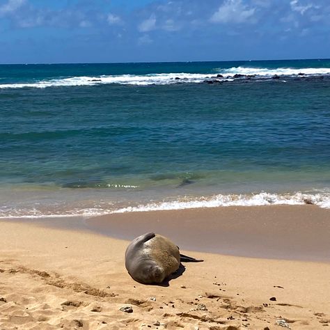 Hawaiian Monk Seal, Monk Seal, Genius Hour, Poipu Beach, Seaside Beach, Kauai Hawaii, On Beach, Big Island, Kauai