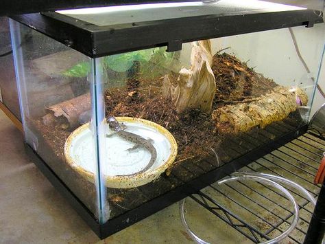 Salamander Tank Ideas, Salamander Tank Setup, Salamander Habitat Diy, Pet Salamander Habitat, Tiger Salamander Enclosure, Tiger Salamander Terrarium, Salamander Enclosure, Salamander Habitat, Salamander Tank