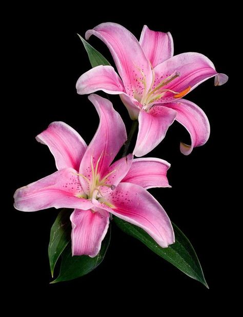 Art Of Flowers Art Of Flowers, Black Background, Close Up, Lily, Flowers, Green, Pink, Black, Art