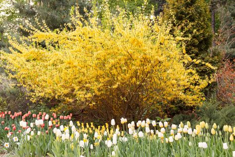 When you live in zone 6, the cold season weather gets pretty nippy. If you are thinking of growing shrubs in zone 6, you’ll want information about what to plant. Click this article for a short list of the types of bushes for zone 6 gardens. Garden Checklist, Gardenia Plant, Cottage Garden Design, Garden Shrubs, Plant Diseases, Spring Beauty, Flowering Shrubs, Flowering Trees, Trees And Shrubs