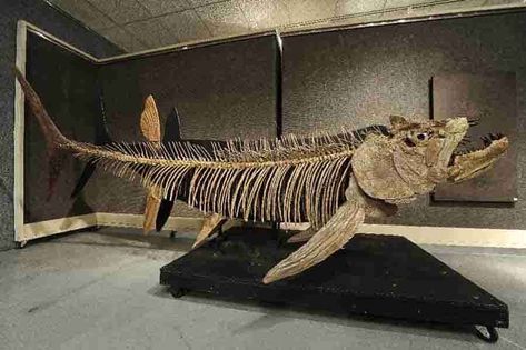 A giant 70 million year old fossil of a fish that lived amongst dinosaurs has been discovered in Argentine Patagonia, a team of researchers Carnivorous Animals, History Of Earth, Giant Fish, Fish Skeleton, Fish Swimming, Dinosaur Fossils, Prehistoric Animals, Machine Learning, Geology