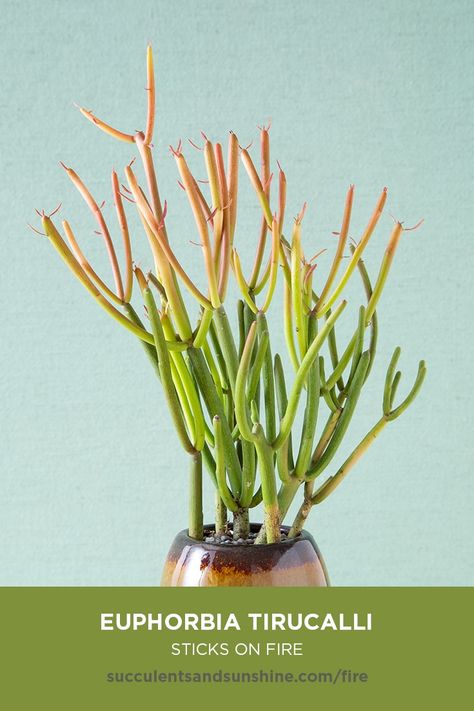 This shrubby succulent has bright red, pink, orange or yellow stems. It adds thriller to succulent arrangements. It grows well in container gardens, but due to its toxic sap, should not be planted where there is a lot of foot traffic. #sticksonfire #euphorbia #succulents #succulentgarden #outdoorsucculentgarden #outdoorsuccs #succulentsandsunshine Succulent Names, Kaktus Dan Sukulen, Pencil Cactus, How To Water Succulents, Making Plant Pots, Purple Succulents, Succulent Garden Diy, Types Of Succulents, Succulent Soil