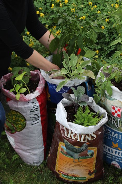 Use animal feedbags and birdseed bags to build a cool container garden on a budget. If done properly, you can grow just about anything in a feedbag garden! Growbag Garden Ideas, Garden Bags How To Grow, Grow Bags Gardening Vegetables, Grow Bag Garden Design, Gardening In Grow Bags, Grow Bag Garden, Gardening Knowledge, Garden On A Budget, Ideas For Short Nails