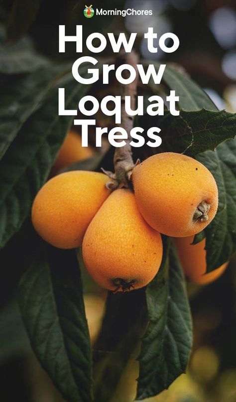 More people should be growing loquats. They're fantastic! Easy to grow, beautiful, and they produce delicious fruits. Here's how. Japanese Plum Tree, Loquat Tree, Plum Seed, Seed Raising, Air Layering, Japanese Plum, Homestead Life, Vegetable Benefits, Homestead Ideas