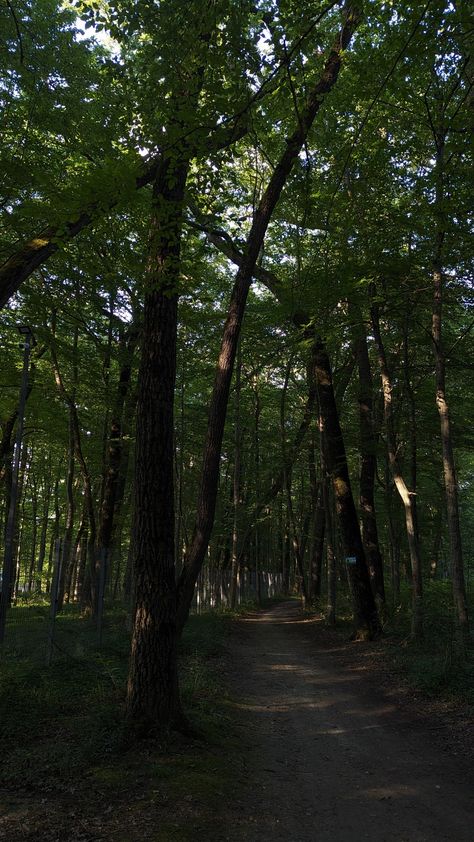 Forest Woods Aesthetic, Taking A Walk Aesthetic, Nature Girlie, Forest Aesthetic Wallpaper, The Woods Aesthetic, Phone Wallpaper Green, Green Forest Wallpaper, Walking In Forest, Forest Wallpaper Iphone