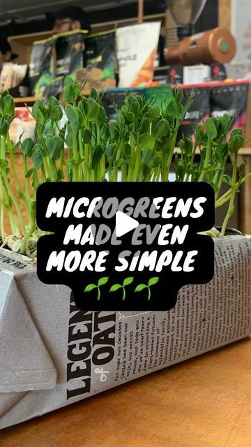 Jacks Patch on Instagram: "Microgreens 🌱🌱🌱….your gateway 💉💊 into growing your own food. 7-14 day turnaround depending on what seed. (This video is 8days of growth) follow these steps for a zero waste way to grow your own! Sign up to my microgreen course @foodgroweracademy #zerowaste #upcycle #microgreens #growyourown #diy #minigarden #nutrition #healthyfood" Pallet Picket Fence, Diy Microgreens, Micro Greens Growing, Diy Microgreens Tray, Microgreen Growing, What Are Microgreens, Microgreen Seed List, Popcorn Microgreens, How To Sell Microgreens