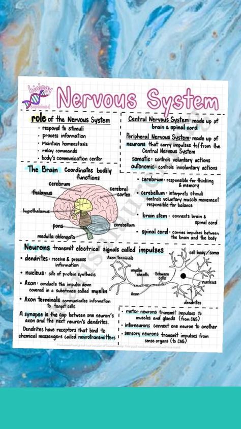 biology notes on Nervous system Nervous System Notes, Nervous System Anatomy, Biology Projects, Peripheral Nervous System, Communication Center, Brain Stem, Biology Lessons, Revision Notes, Biology Notes