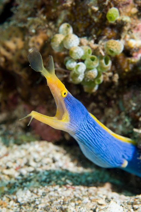 Anilao, Philippines; an adult Blue Ribbon Eel (Rhinomuraena quaesita) poking its head out of a hole in the rubble on the sandy bottom, the brilliant blue coloring likely indicates this eel is a male Eel Art, Sea Animals Tattoo, Eel Tattoo, Ribbon Eel, Ocean Sleeve, Electric Eel, Ocean Friends, Underwater Sea, Animal Art Prints