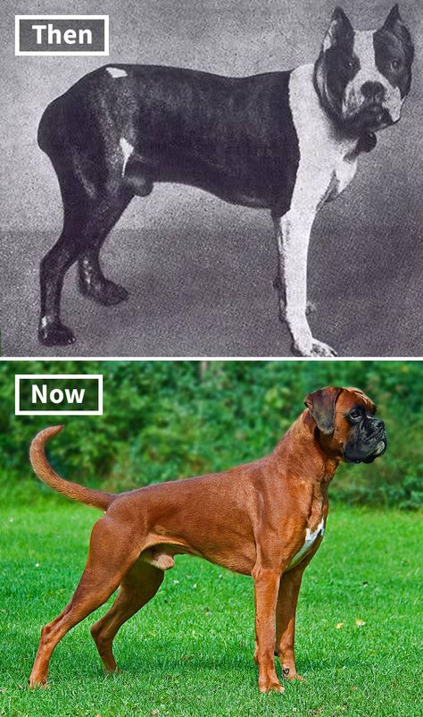 Boxer Boxer Breed, Mastiff Breeds, Creepy Movies, Selective Breeding, Designer Dogs, Popular Dog Breeds, English Sheepdog, Adorable Dogs, Old English Sheepdog